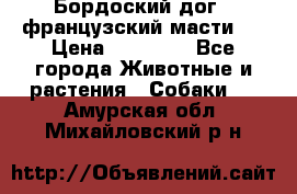 Бордоский дог ( французский масти)  › Цена ­ 50 000 - Все города Животные и растения » Собаки   . Амурская обл.,Михайловский р-н